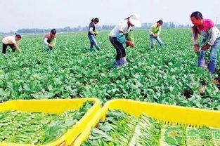 國辦發文助力貧困農戶 消費扶貧促增收，鄉村振興正當時